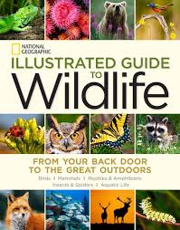 Illustrated Guide to Wildlife: From Your Back Door to the Great Outdoors
